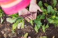 Young beetroot plant in farmerÃ¢â¬â¢s hands